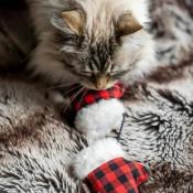 JOUETS DE NOEL - CHAT - MITAINES DE NOEL